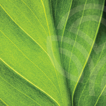 Liquid Chlorophyll NSP NSP, modelo 1580  | Imagen № 1