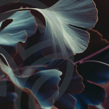 Ginkgo & Hawthorn NSP NSP, modelo 909  | Imagen № 1