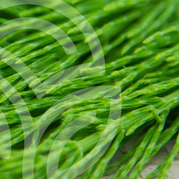 HSN-W NSP NSP, modelo 935  | Imagen № 1