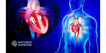 El corazón está protegido: cómo reducir riesgos y fortalecer los vasos sanguíneos El corazón está protegido: cómo reducir riesgos y fortalecer los vasos sanguíneos